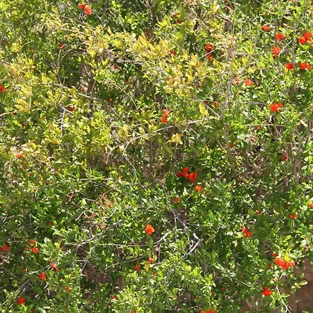 Aelbistan Szálloda Didim