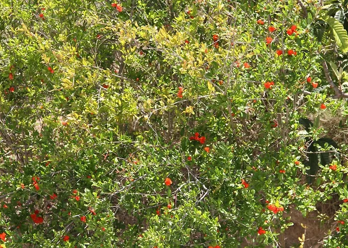 Aelbistan Szálloda Didim